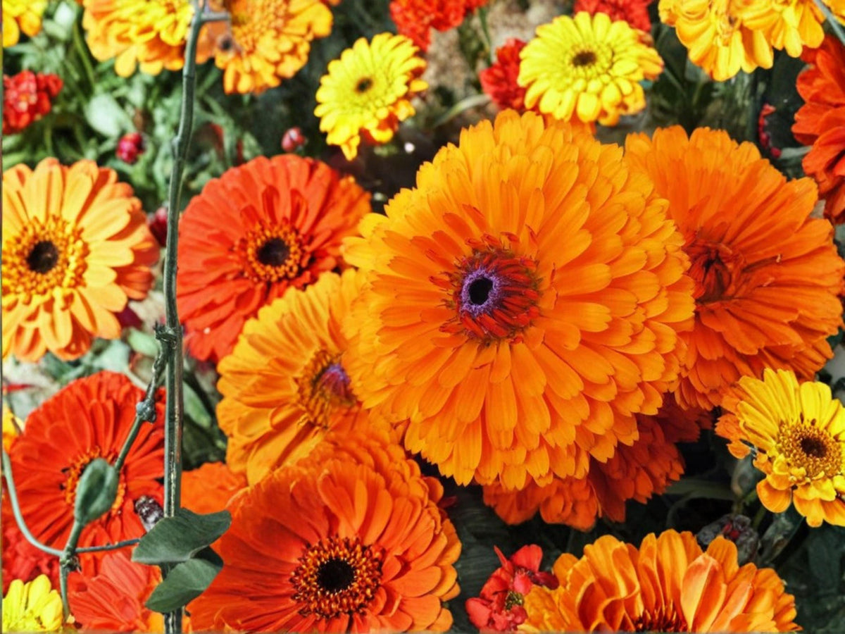 Calendula Seeds Pacific Beauty Orange – 100 Pot Marigold Seeds for Planting