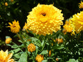 Calendula Seeds Pacific Beauty Dark Yellow – 100 Pot Marigold Seeds – Annual Cut Flower