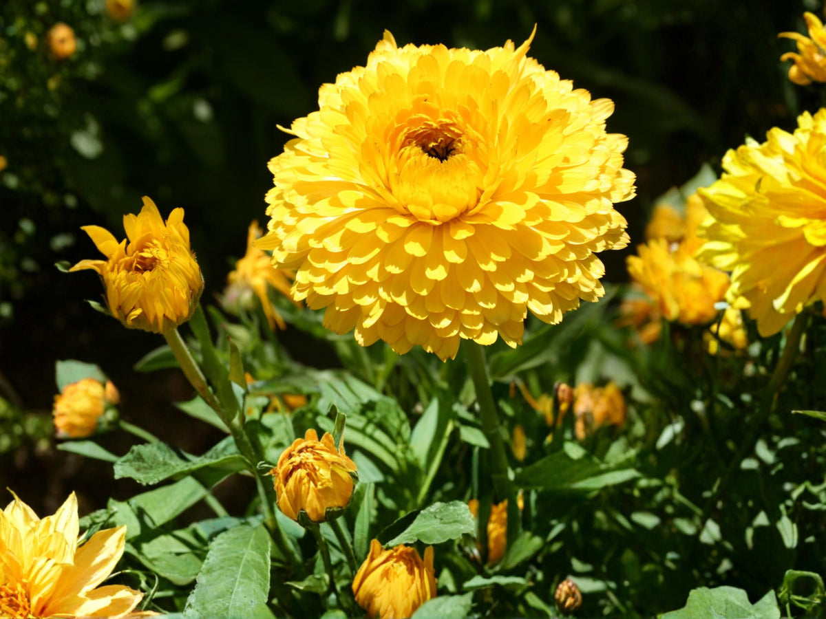 Calendula Seeds Pacific Beauty Dark Yellow – 100 Pot Marigold Seeds – Annual Cut Flower