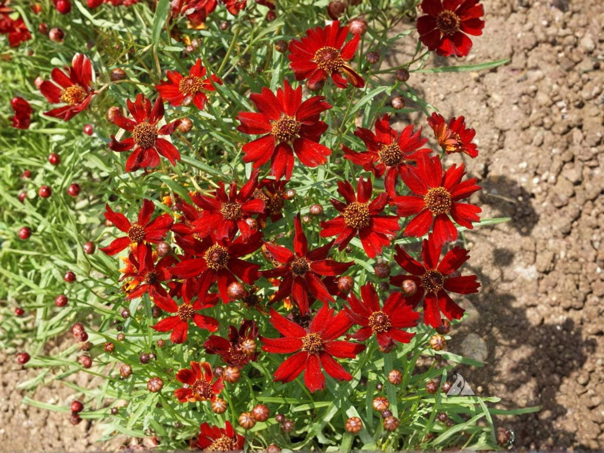Dwarf Red Coreopsis Tinctoria Seeds 250 - Plains Wildflower Pollinator Flower
