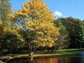 Painted Maple Seeds (10) - Acer mono - Ornamental Deciduous Tree