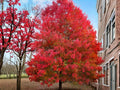 Red Maple Tree Seeds (10) - Acer rubrum Fast Growing Shade Tree