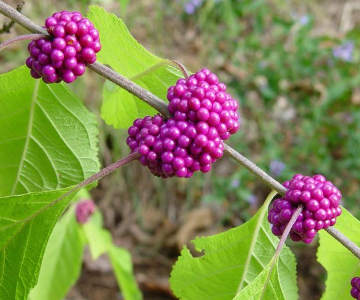 American Beautyberry Live Plant 1-2 Ft - Callicarpa americana Purple Berry Shrub