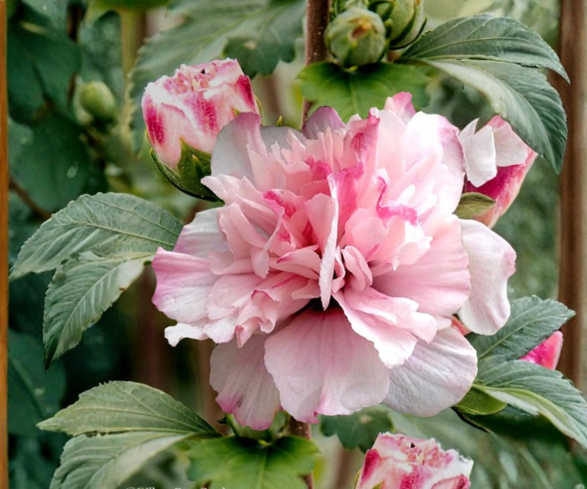 Double Pink Rose of Sharon Live Plant – Hibiscus syriacus Althea Shrub, 1/2–1 Ft