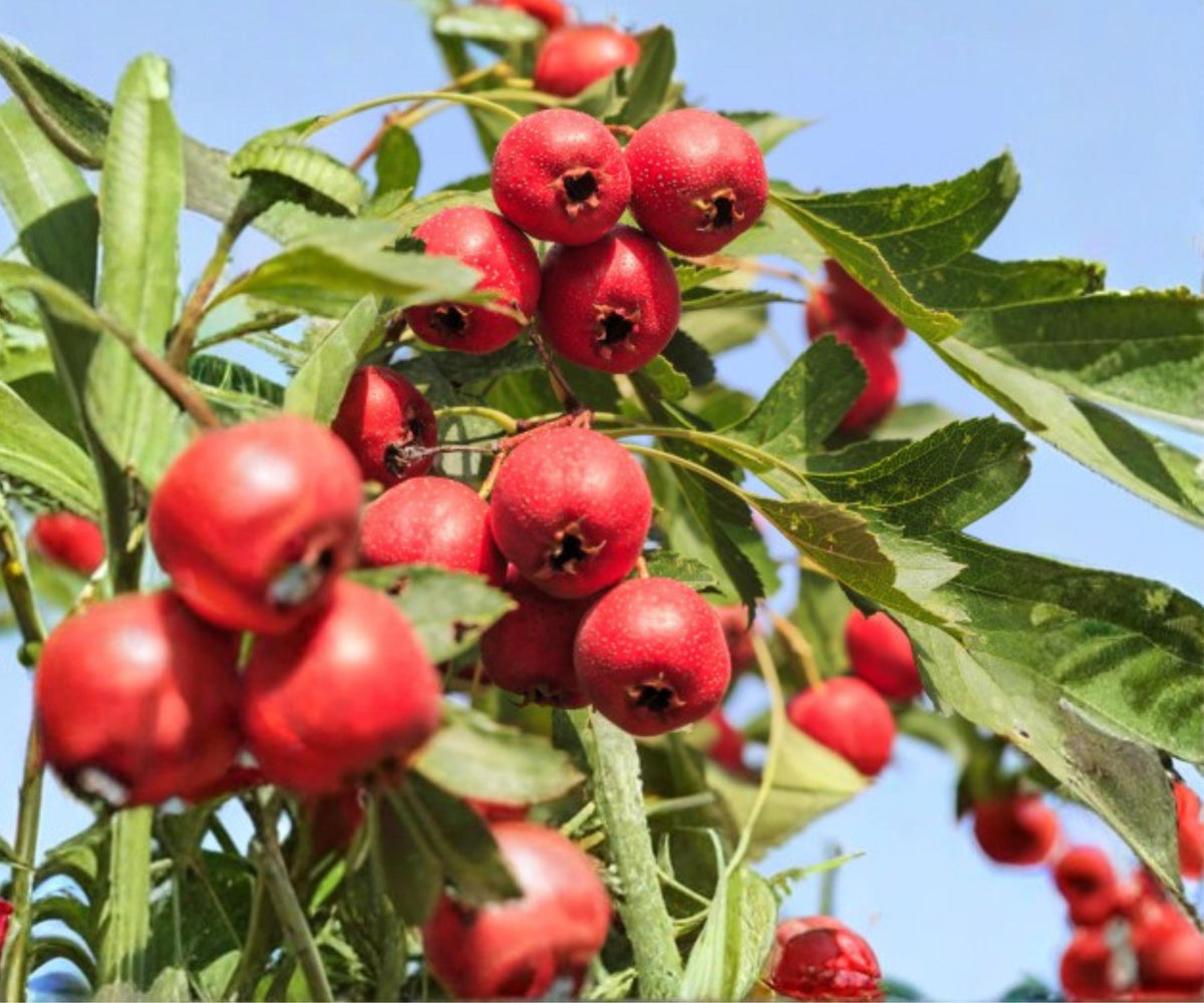 Mayhaw Tree 2 Live Plants 6 Inch Crataegus aestivalis Red Hawthorn Fruit Seedlings