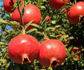 Pomegranate Fruit Tree Seedling – Punica granatum Live Plant (1 ft)