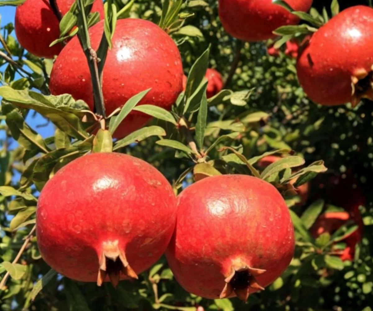Pomegranate Fruit Tree Seedling – Punica granatum Live Plant (1 ft)