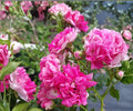 Seven Sisters Rose Live Plant 3-6" Pink Climbing Rambler Heirloom