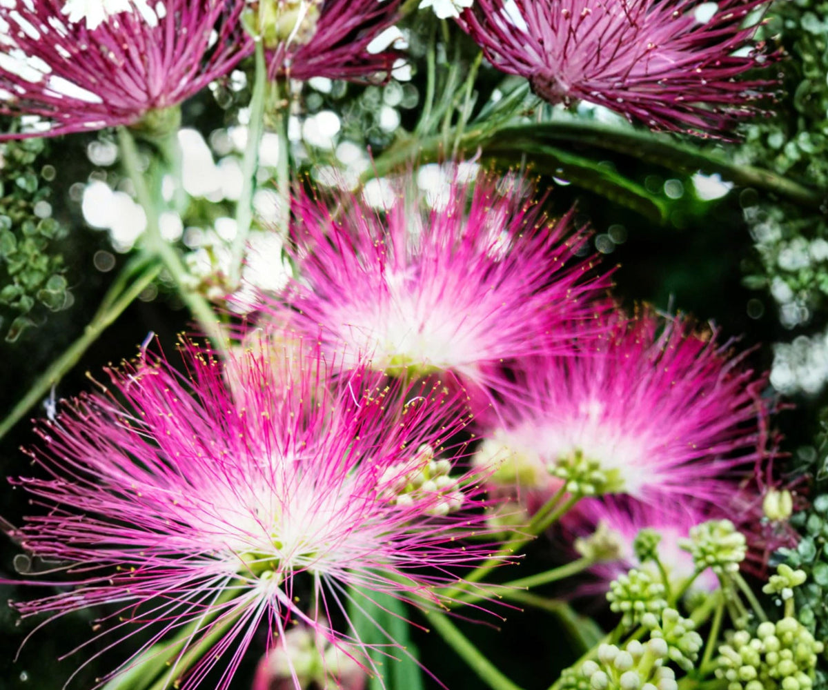 Silk Mimosa Tree - 2 Live Plants 6" - Albizia julibrissin Pink Powder Puff