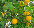 Flying Dragon Citrus - 5 Live Plants - Poncirus trifoliata Hardy Orange Seedlings