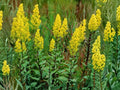 Showy Goldenrod Seeds 100 - Solidago speciosa Native Perennial Wildflower Fall Pollinator Plant