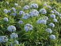Eastern Bluestar Seeds 10 - Amsonia tabernaemontana Native Blue Perennial for Pollinator Gardens