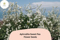 Aphrodite Sweet Pea Seeds - White Climbing Flower, 50 Seeds