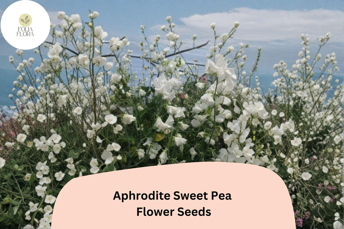 Aphrodite Sweet Pea Seeds - White Climbing Flower, 50 Seeds