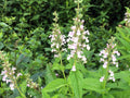 Teucrium canadense Seeds 40 - American Germander Native Pollinator Wildflower