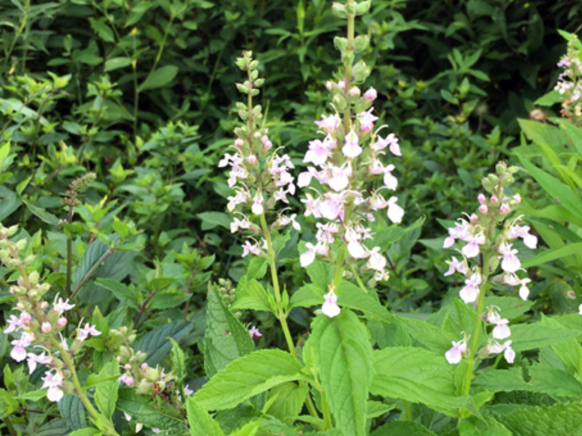 Teucrium canadense Seeds 40 - American Germander Native Pollinator Wildflower