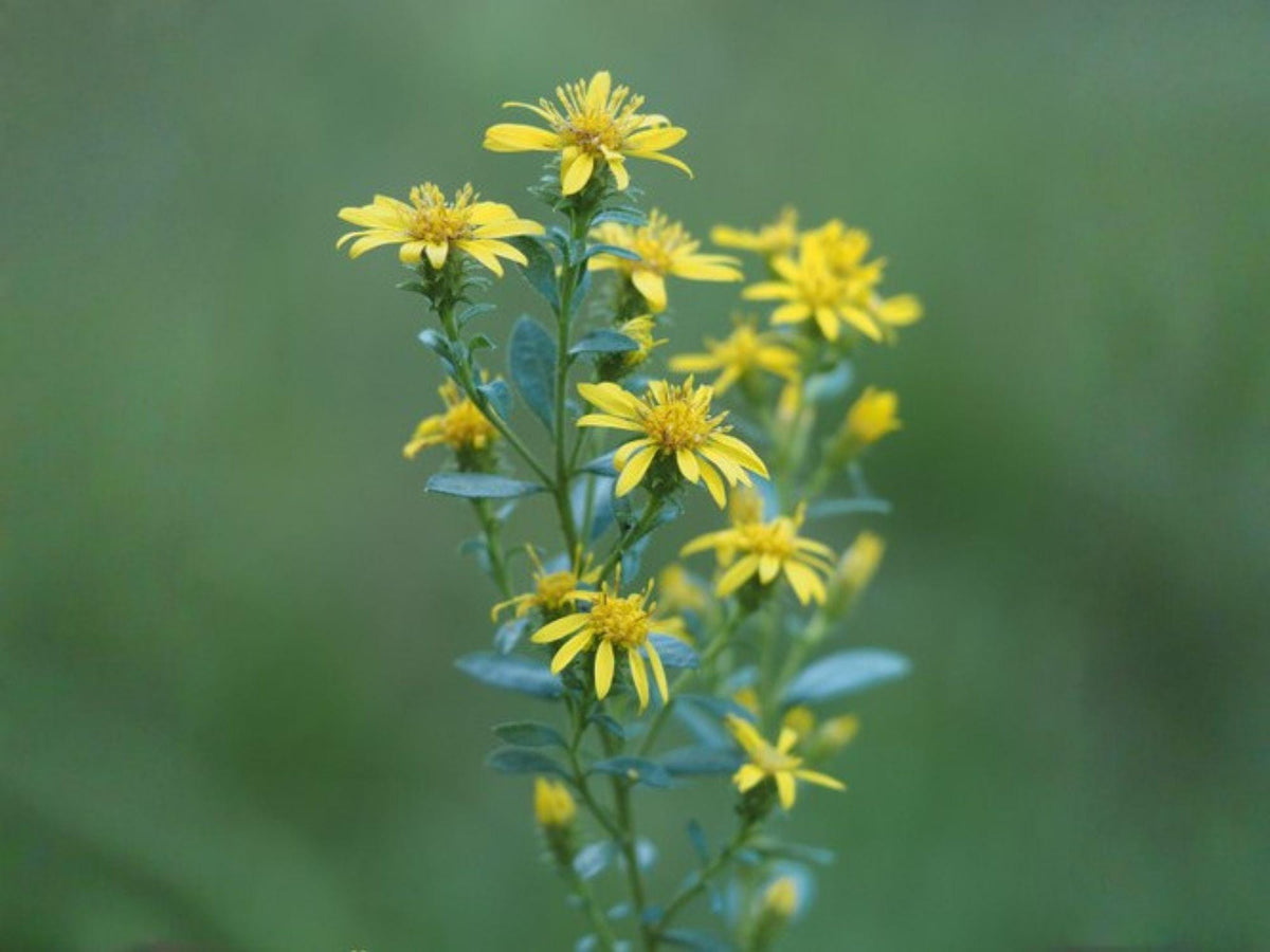 Solidago Ulmifolia 100 Seeds – Elmleaf Goldenrod Native Wildflower Yellow Fall Pollinator Perennial