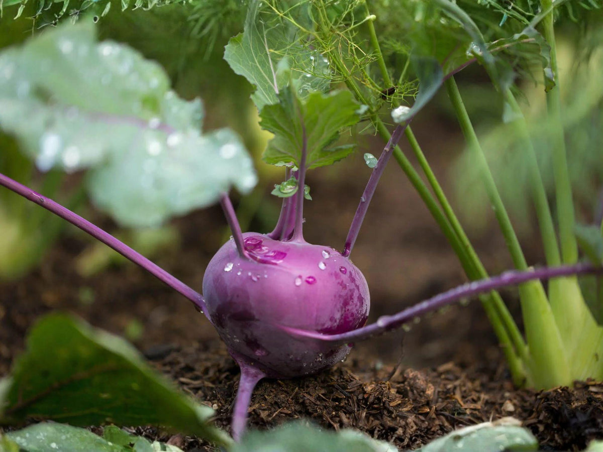 Purple Vienna Kohlrabi Seeds – 100 Heirloom Vegetable Seeds for Sweet Garden Bulbs