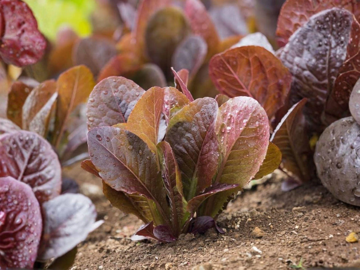 Rouge De Hiver Red Romaine Lettuce Seeds – 1000 Heirloom Winter Vegetable Seeds
