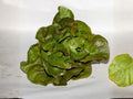 Bronze Mignonette Lettuce Seeds – 1000 Butterhead Heirloom Salad Green Seeds