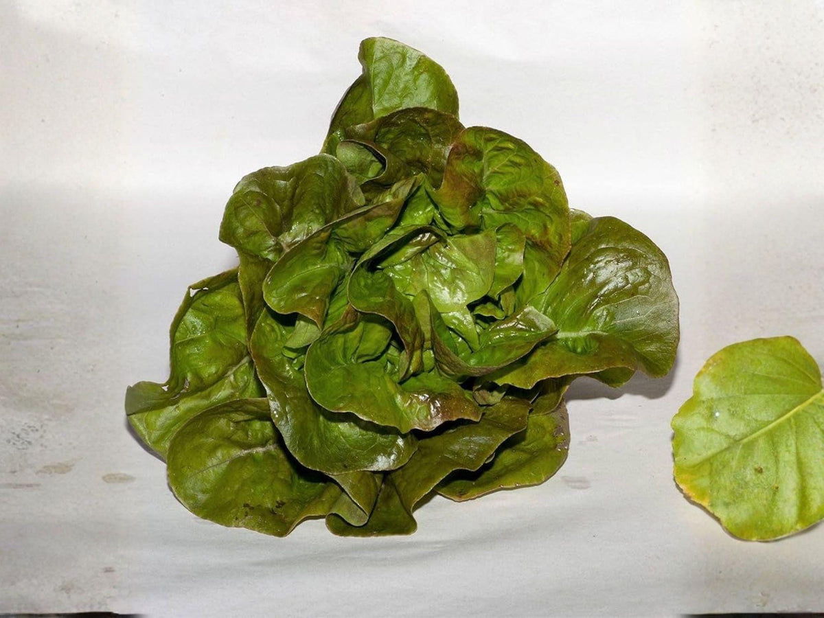 Bronze Mignonette Lettuce Seeds – 1000 Butterhead Heirloom Salad Green Seeds
