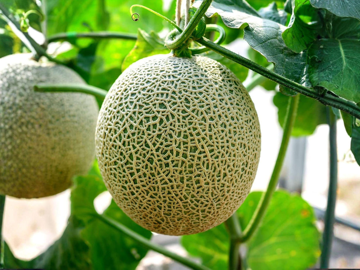 Hales Jumbo Melon Seeds – Heirloom Cantaloupe Garden Seeds (50 Count)