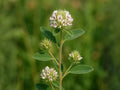 Lespedeza Capitata 30 Seeds - Roundhead Bush Clover Native Prairie Legume