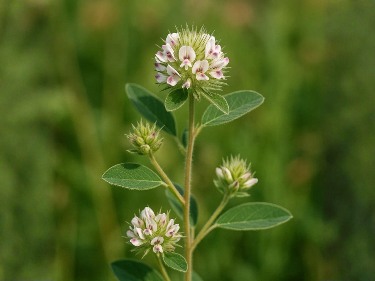 Lespedeza Capitata 30 Seeds - Roundhead Bush Clover Native Prairie Legume