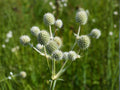 Eryngium Yuccifolium 100 Seeds – Rattlesnake Master Native Prairie Perennial White Pollinator Wildflower