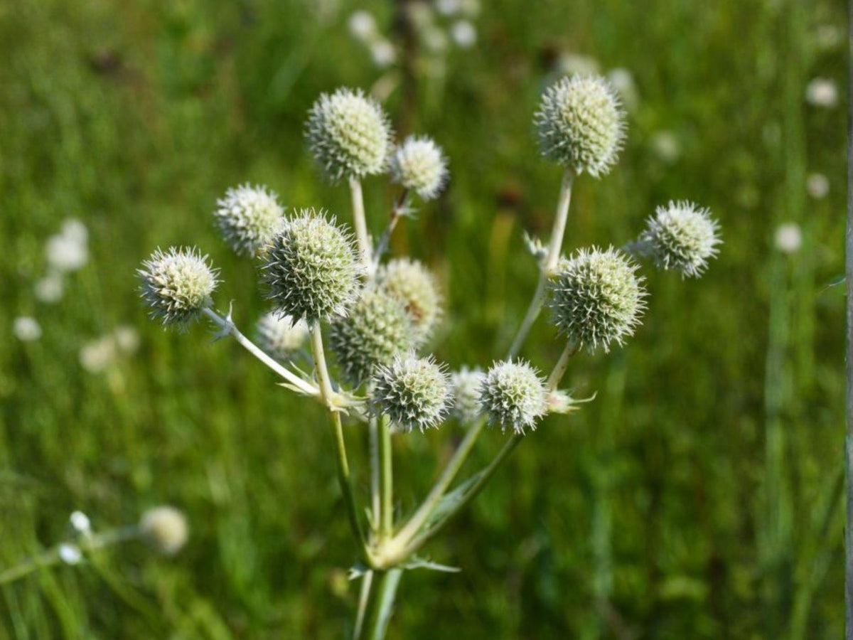 Eryngium Yuccifolium 100 Seeds – Rattlesnake Master Native Prairie Perennial White Pollinator Wildflower