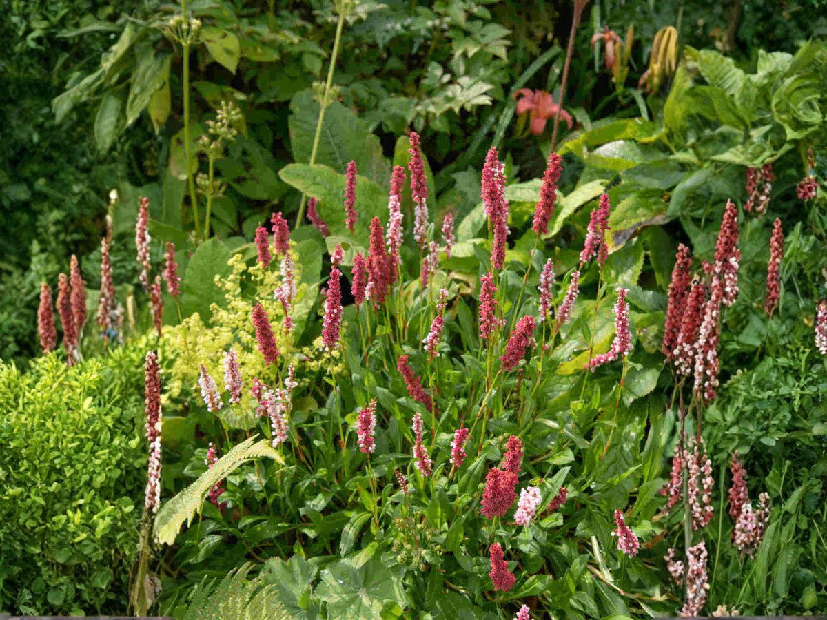 Persicaria virginiana 15 Seeds – Virginia Knotweed Native Shade Wildflower