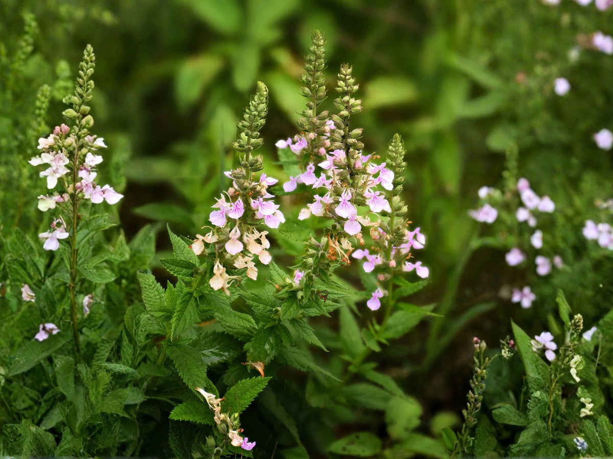 Teucrium Canadense 40 Seeds – American Germander Native Wildflower Pink Purple Pollinator Perennial