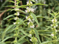 Lycopus americanus 500 Seeds - American Bugleweed Water Horehound Native Wetland Pollinator Plant