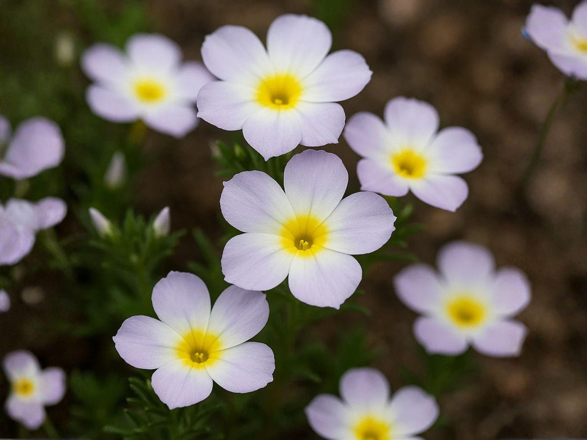 Linanthus Grandiflorus 100 Seeds – Mountain Phlox Blue Purple Annual Wildflower