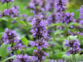 Agastache Foeniculum 100 Seeds – Anise Hyssop Licorice Mint Blue Giant Hyssop Pollinator Herb