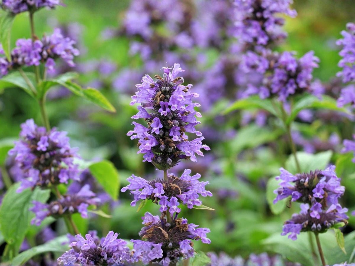 Agastache Foeniculum 100 Seeds – Anise Hyssop Licorice Mint Blue Giant Hyssop Pollinator Herb