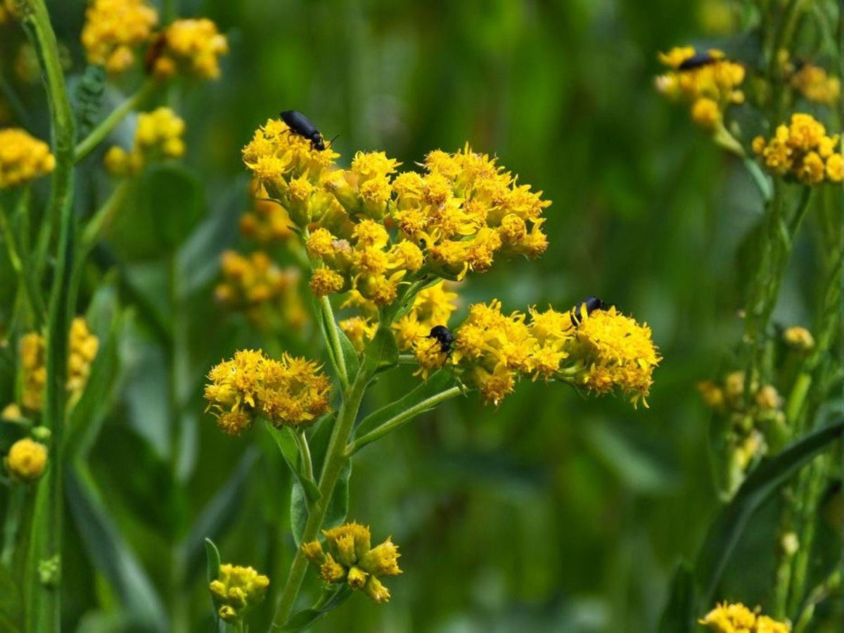 Solidago Rigida 100 Seeds – Stiff Goldenrod Yellow Fall Pollinator Perennial