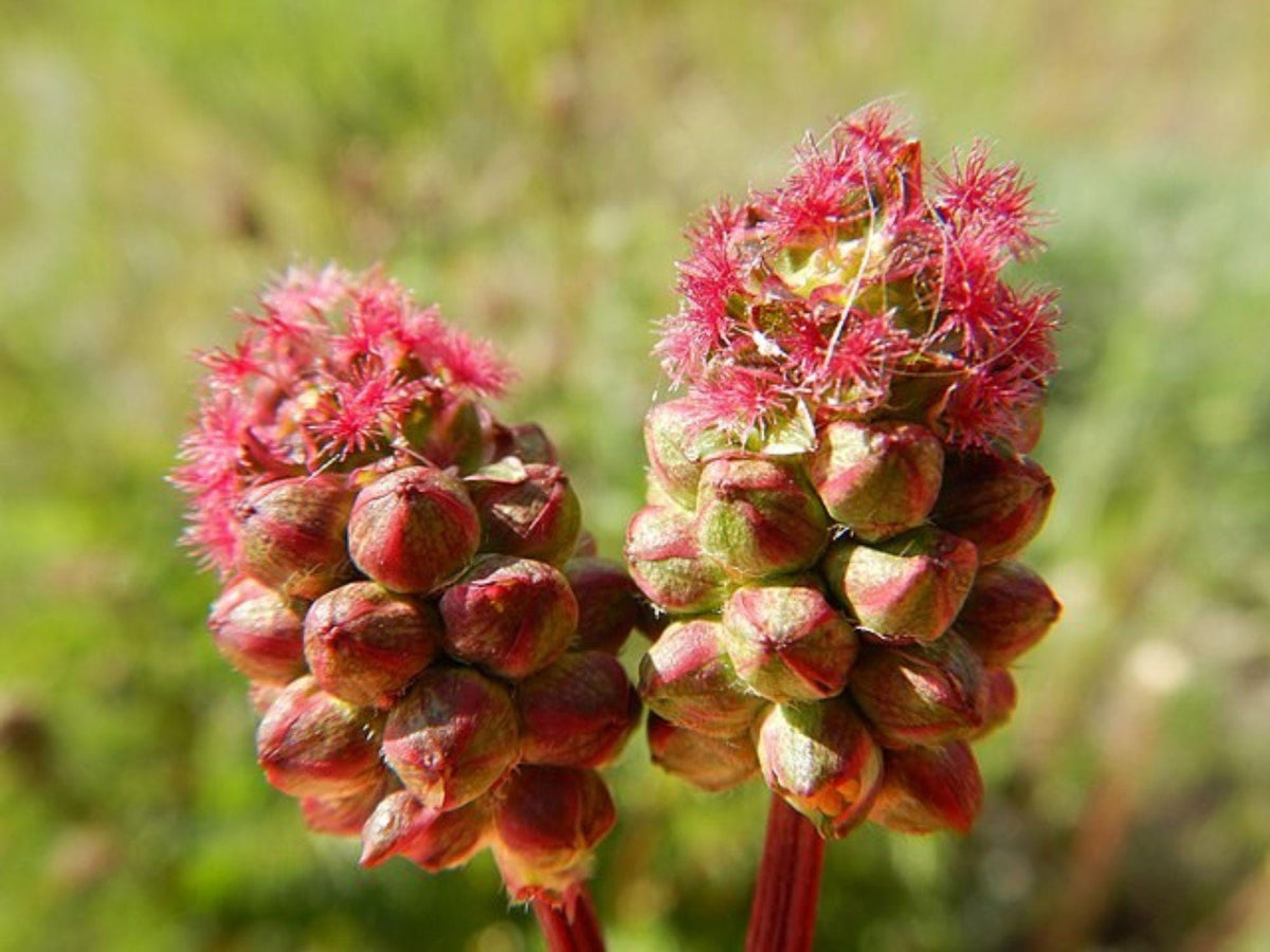 Sanguisorba Minor 100 Seeds – Small Burnet Herb, Edible Salad Plant, Drought Tolerant Perennial