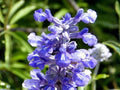 Salvia Farinacea 100 Seeds – Blue Sage Mealycup Sage Long Blooming Pollinator Flower