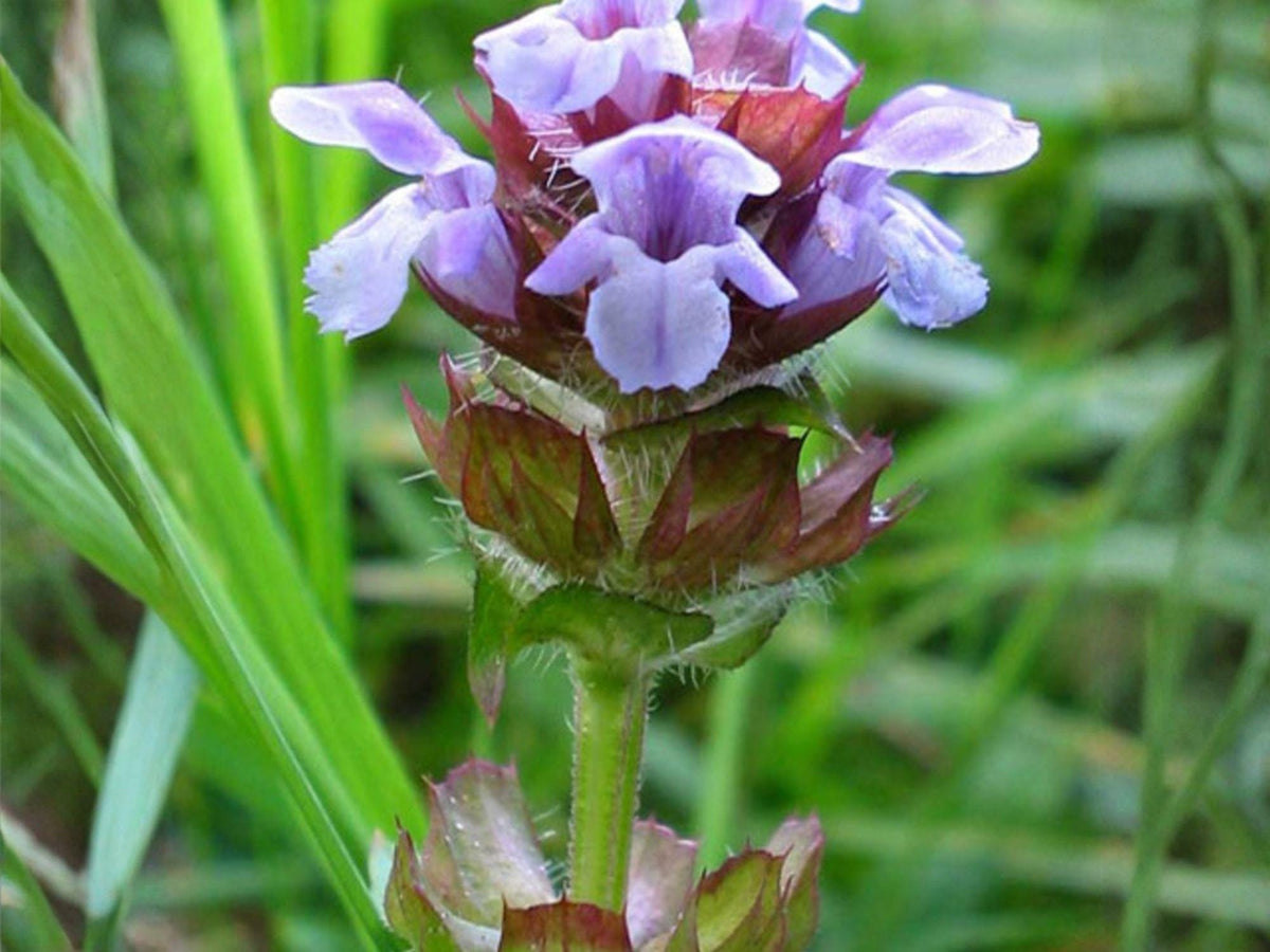 Prunella Vulgaris 100 Seeds – Heal All Self Heal Purple Groundcover Pollinator Herb