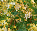 Hall's Honeysuckle Live Plants - Lonicera japonica White Yellow Flowering Vine
