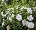 Rose of Sharon Live Plant – White Hibiscus syriacus Althea Shrub, 6 in–1 ft