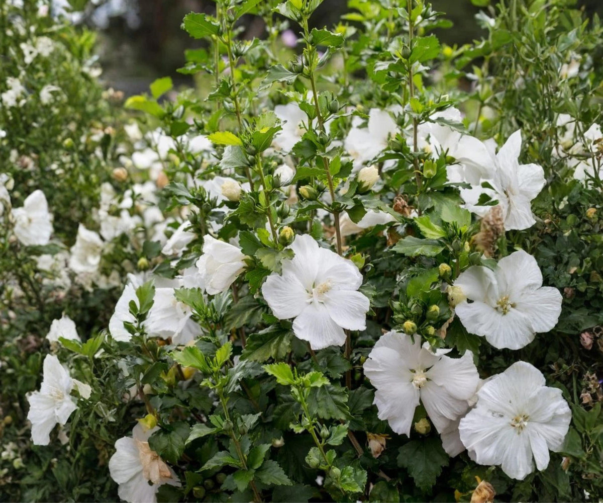 Rose of Sharon Live Plant – White Hibiscus syriacus Althea Shrub, 6 in–1 ft
