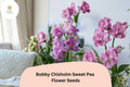 Bobby Chisholm Sweet Pea Seeds 50 | Lathyrus odoratus Fragrant Pink Climbing Flower