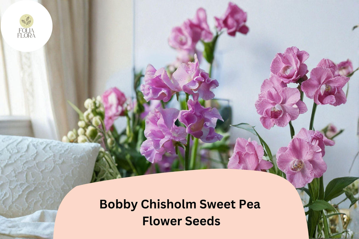 Bobby Chisholm Sweet Pea Seeds 50 | Lathyrus odoratus Fragrant Pink Climbing Flower