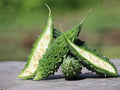 Futo Spindle Bitter Gourd Seeds – 5 Asian Bitter Melon Vegetable Seeds