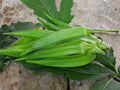 Clemson Spineless Okra Seeds – 100 Heirloom Vegetable Garden Seeds