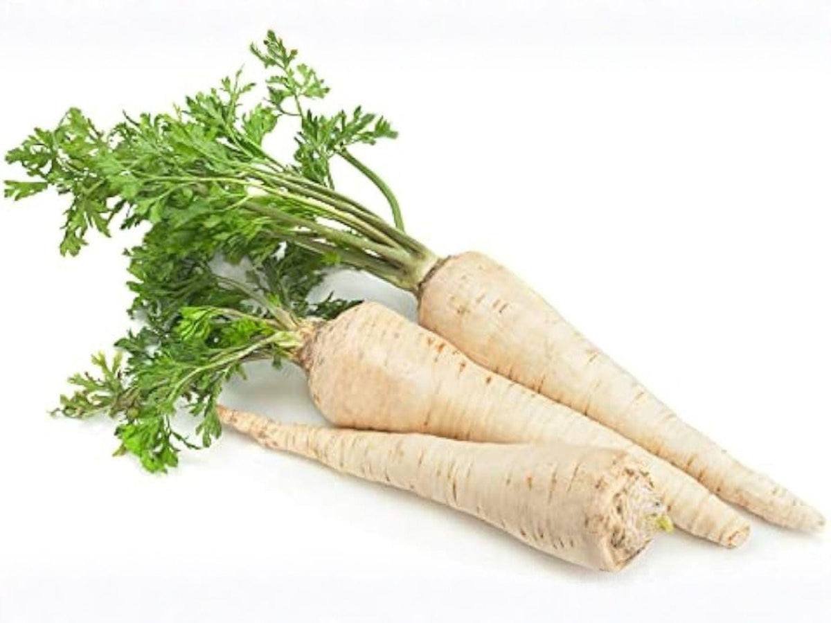 All American Parsnip Seeds – 100 Heirloom Root Vegetable Seeds for Planting