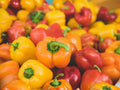 Yolo Wonder Bell Pepper Seeds – 25 Improved Sweet Green Pepper Seeds for Planting