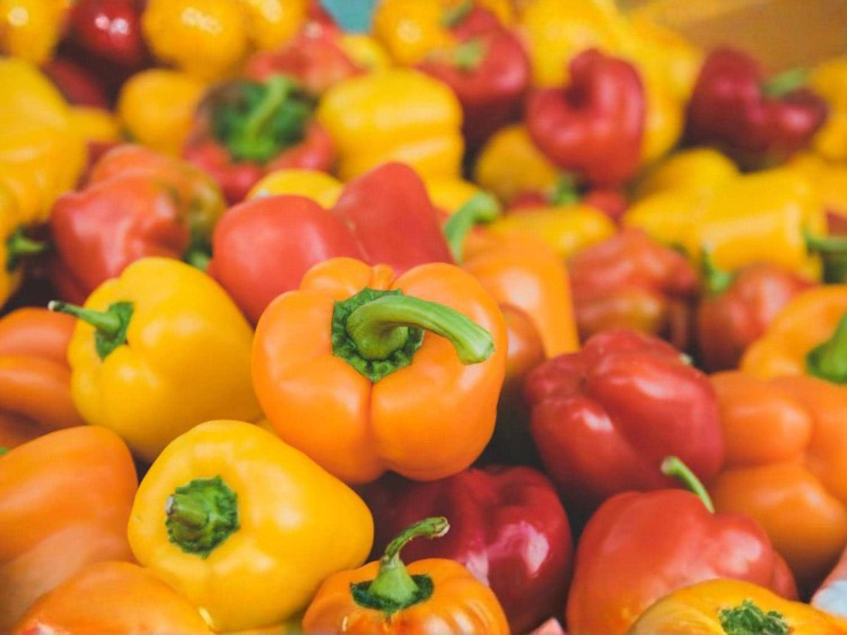 Yolo Wonder Bell Pepper Seeds – 25 Improved Sweet Green Pepper Seeds for Planting